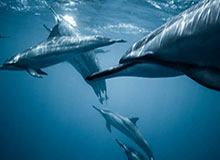 山东男篮分享陈林坚首秀精彩集锦：“林”机应变，“坚”不可摧